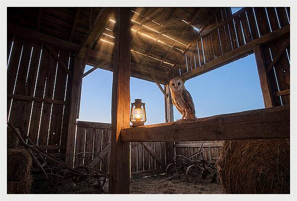 Barn Owl In Rustic Barn