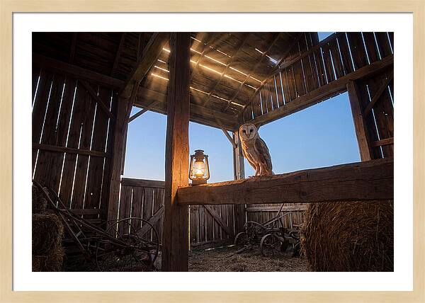 Barn Owl In Rustic Barn
