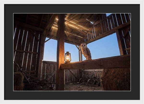 Barn Owl In Rustic Barn