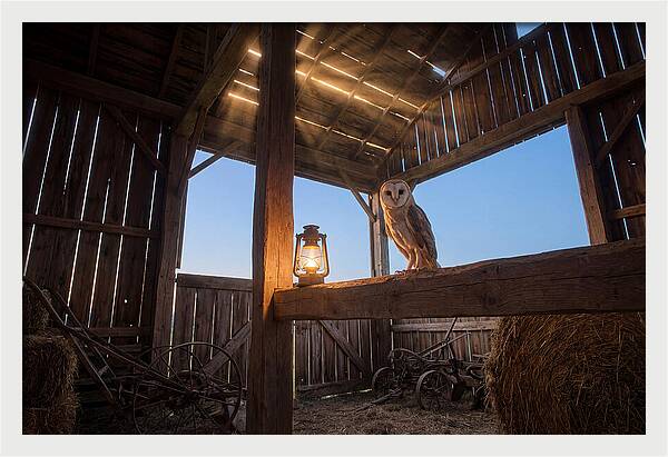 Barn Owl In Rustic Barn