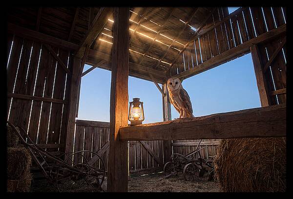 Barn Owl In Rustic Barn