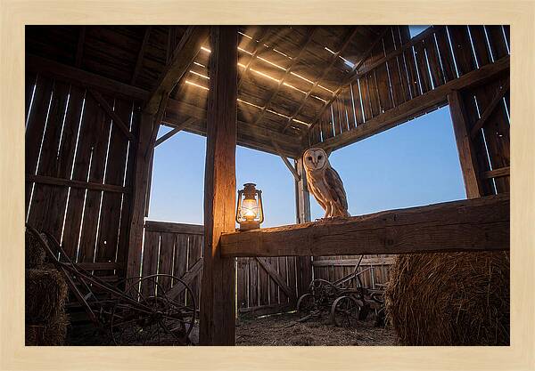 Barn Owl In Rustic Barn