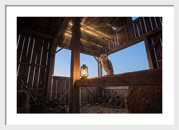 Barn Owl In Rustic Barn