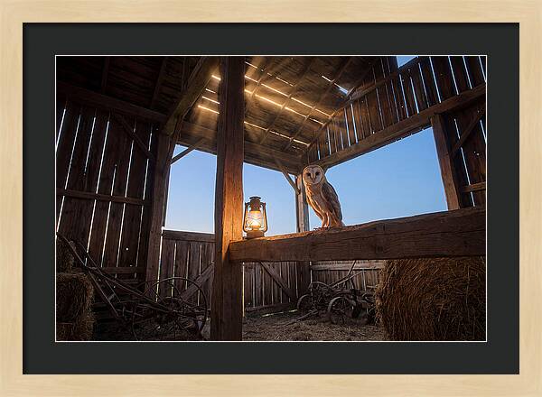 Barn Owl In Rustic Barn