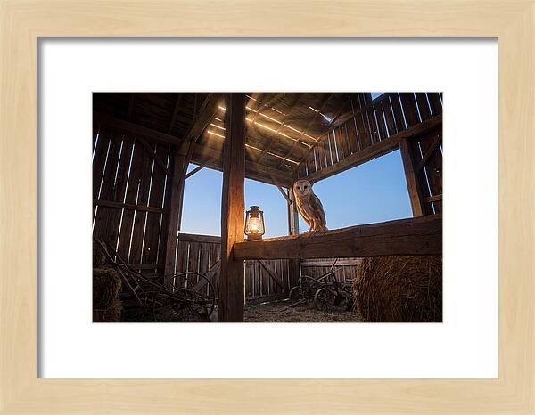 Barn Owl In Rustic Barn