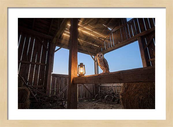 Barn Owl In Rustic Barn
