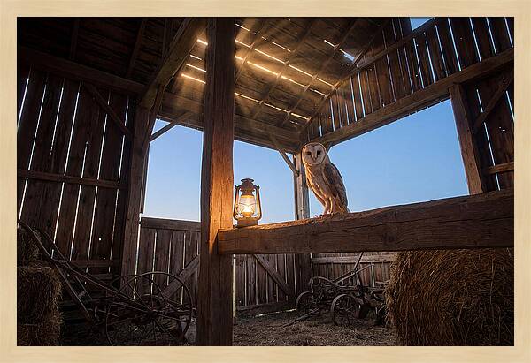 Barn Owl In Rustic Barn