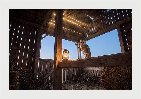 Barn Owl In Rustic Barn