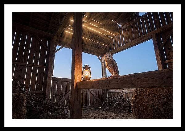 Barn Owl In Rustic Barn