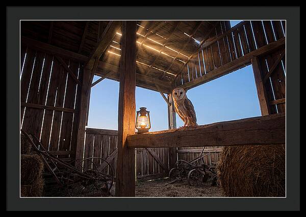Barn Owl In Rustic Barn