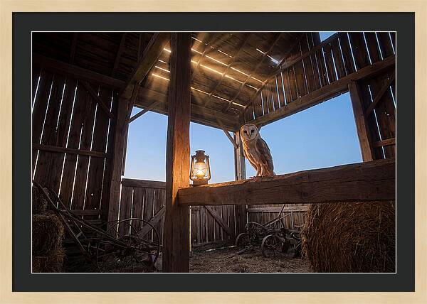 Barn Owl In Rustic Barn