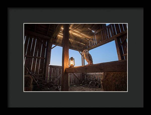 Barn Owl In Rustic Barn