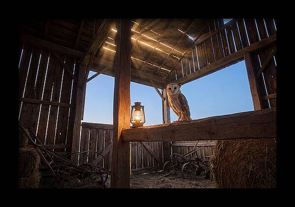 Barn Owl In Rustic Barn