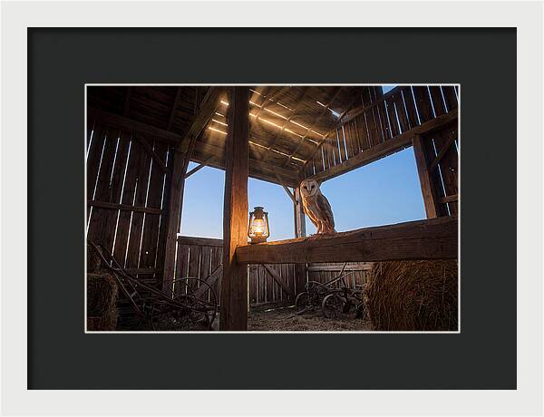 Barn Owl In Rustic Barn
