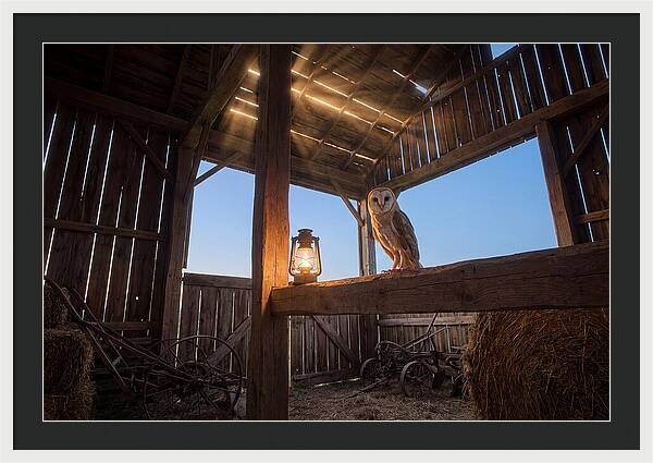 Barn Owl In Rustic Barn