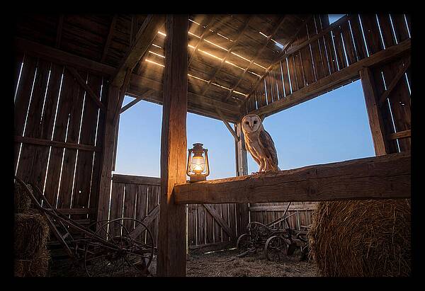 Barn Owl In Rustic Barn