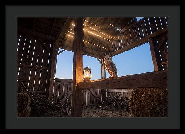 Barn Owl In Rustic Barn