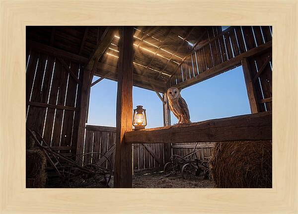 Barn Owl In Rustic Barn