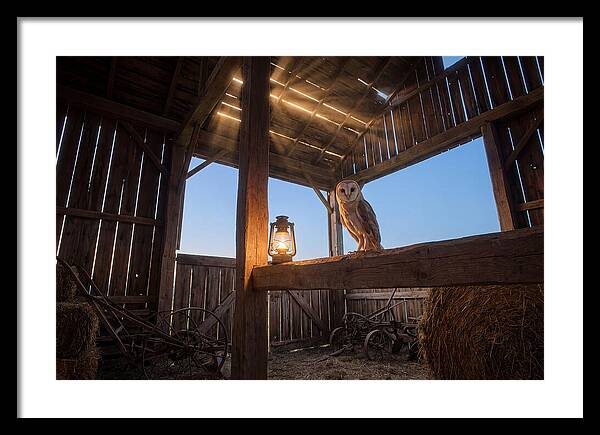 Barn Owl In Rustic Barn