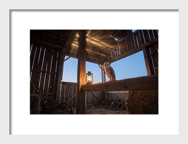 Barn Owl In Rustic Barn