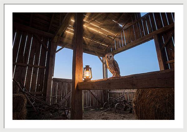 Barn Owl In Rustic Barn