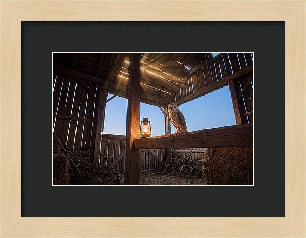 Barn Owl In Rustic Barn