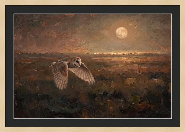 Barn Owl In Silent Flight