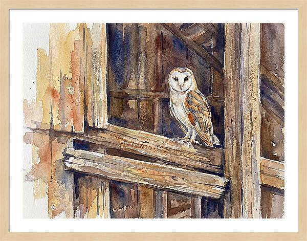 Barn Owl Perched In Rustic Setting