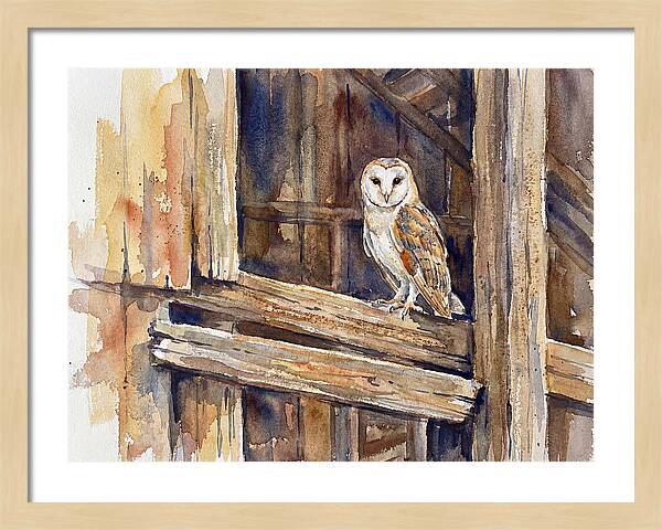 Barn Owl Perched In Rustic Setting