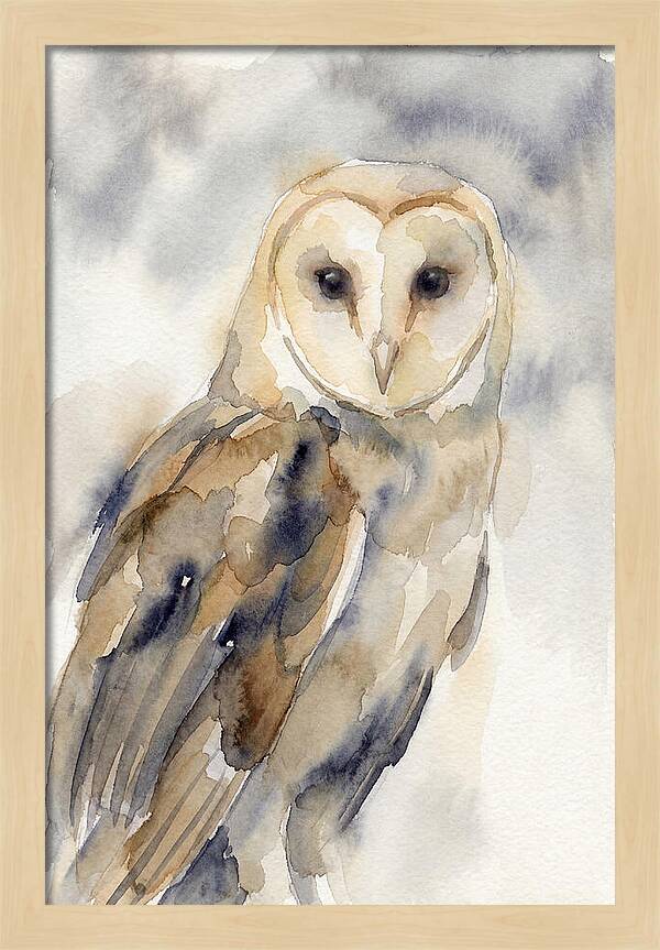 Barn Owl Serenity