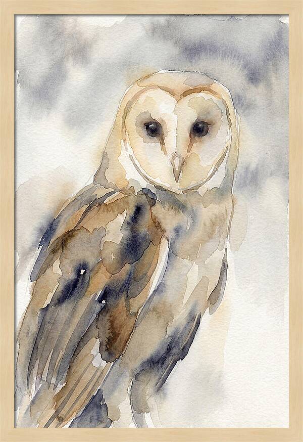 Barn Owl Serenity