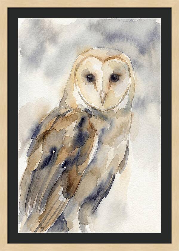 Barn Owl Serenity
