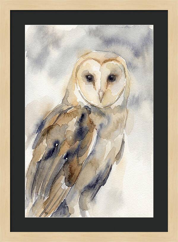 Barn Owl Serenity