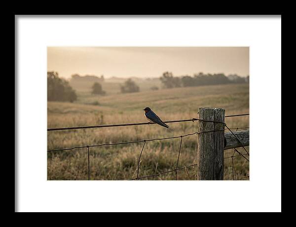 Barn Swallow On A Rustic Fence