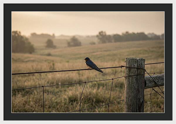 Barn Swallow On A Rustic Fence