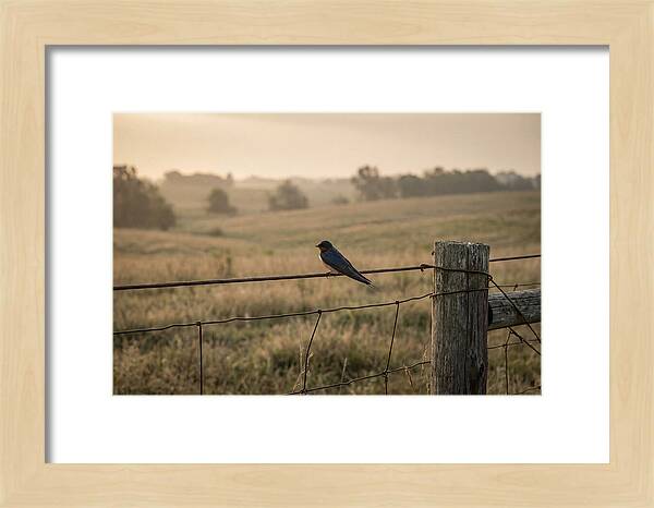 Barn Swallow On A Rustic Fence