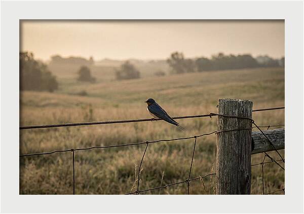 Barn Swallow On A Rustic Fence
