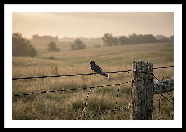 Barn Swallow On A Rustic Fence