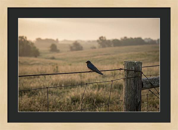 Barn Swallow On A Rustic Fence