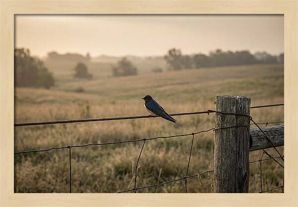 Barn Swallow On A Rustic Fence
