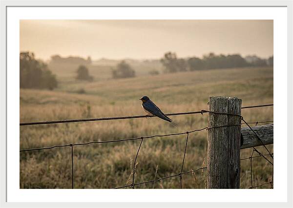 Barn Swallow On A Rustic Fence