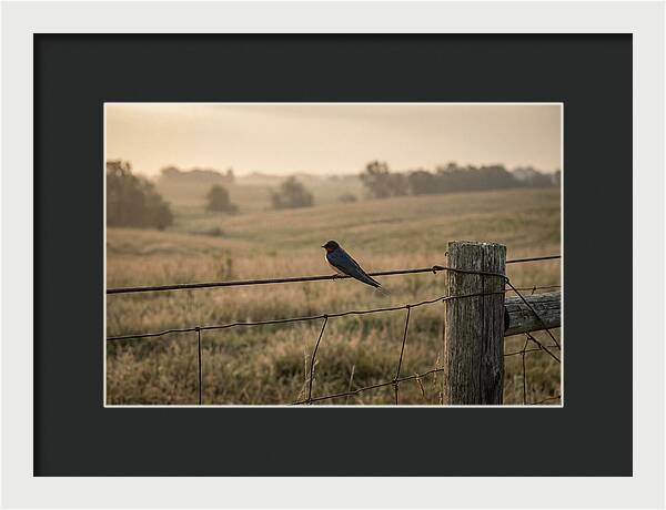 Barn Swallow On A Rustic Fence