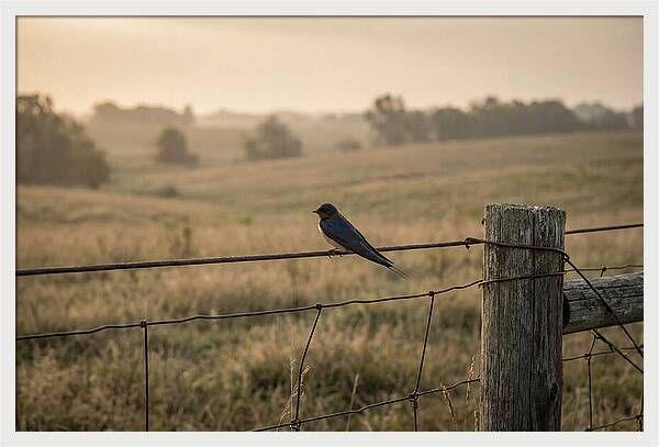 Barn Swallow On A Rustic Fence