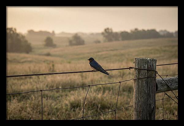 Barn Swallow On A Rustic Fence