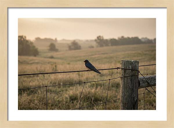 Barn Swallow On A Rustic Fence