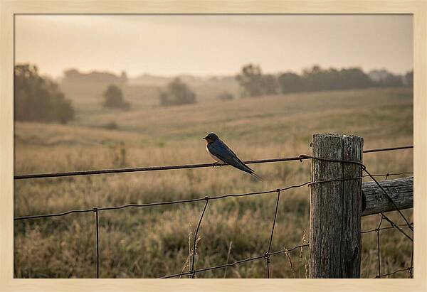 Barn Swallow On A Rustic Fence