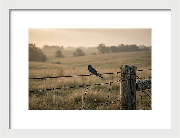 Barn Swallow On A Rustic Fence