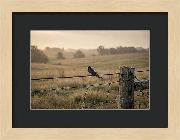Barn Swallow On A Rustic Fence