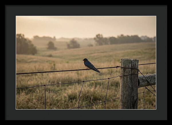 Barn Swallow On A Rustic Fence