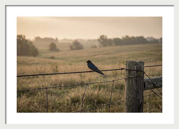 Barn Swallow On A Rustic Fence